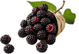 Mora negra cruda