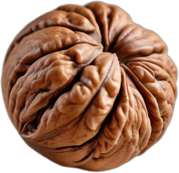 วอลนัทสด