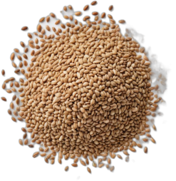 เมล็ดเชีย แห้ง