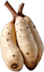 Cassava oder Maniok, Wurzeln, roh